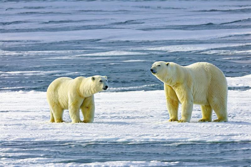 62501447-3529400682-_lora_animals-HXZ_0.7_polar animals, animals,  polar bearfields,bisque,.png